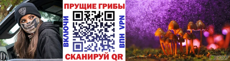 где купить   Донецк  Галлюциногенные грибы Psilocybe 